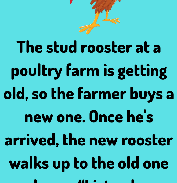 The stud rooster - Jokes Diary